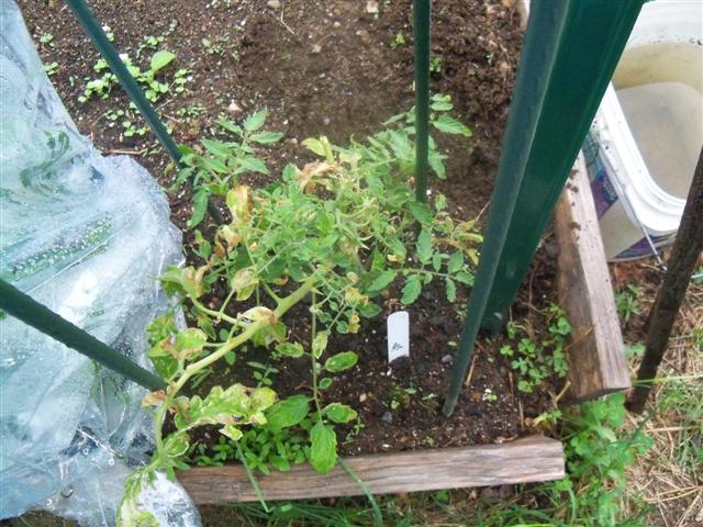 Earliest Tomato experiment. - Page 2 05-12-12