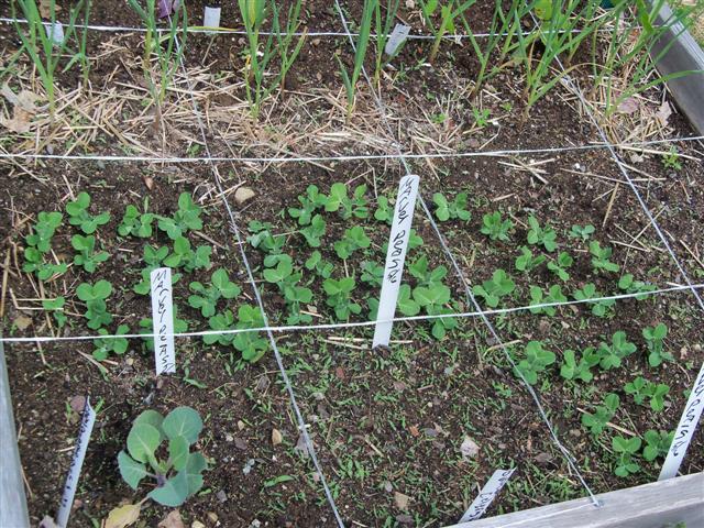 Garden Markers, show us yours - Page 3 05-23-10