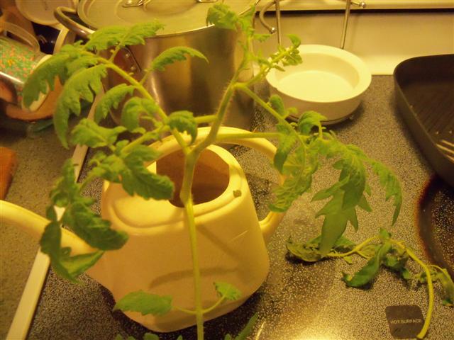 Bareroot Tomato experiment. 06-24-10