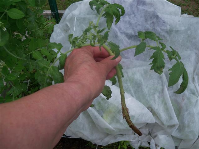 Bareroot Tomato experiment. 06-26-11
