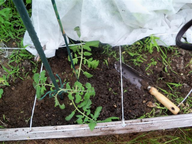 Bareroot Tomato experiment. 06-26-12