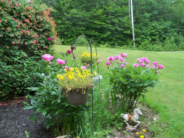 Garlic - JUNE 2013 New England - Page 5 Peonie10