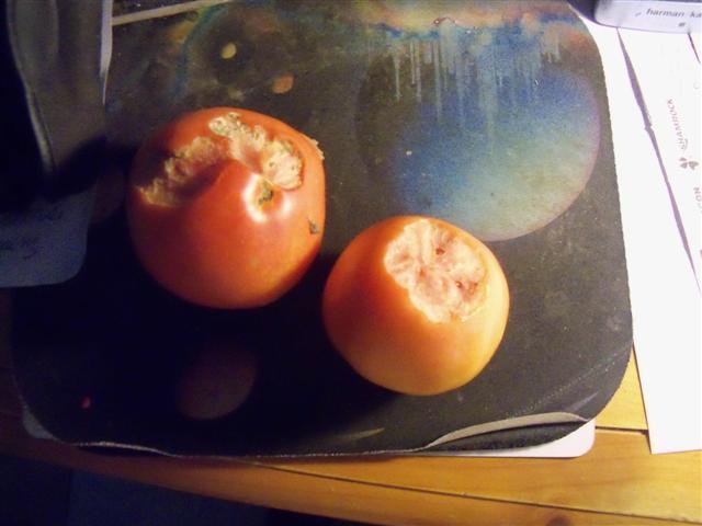 What eats a hole in tomatoes  Pest_t10