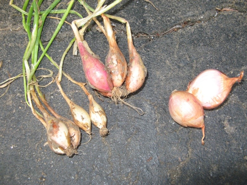 A small shallot harvest 00410