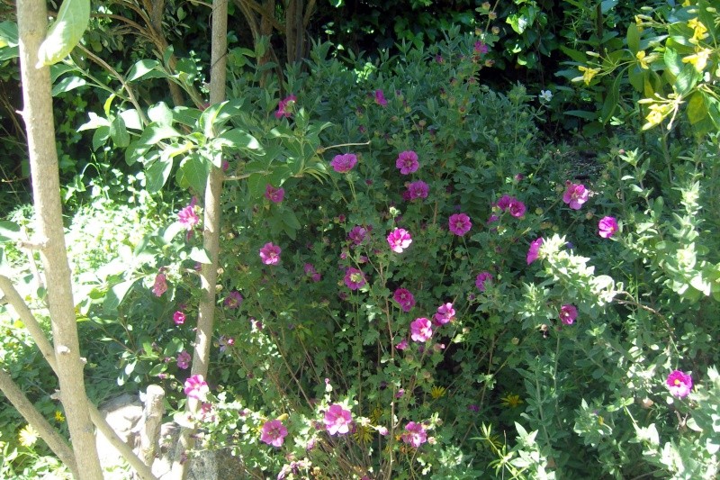 quelques floraisons d'arbustes sans problèmes Snv81511