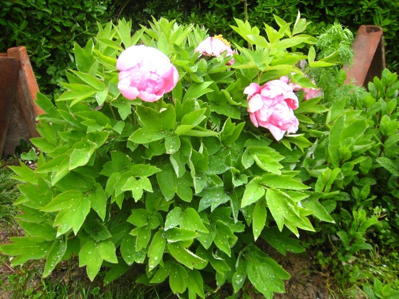 Pivoine arbustive - Page 2 Img_4310