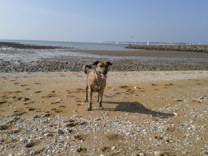 Photo de vos chiens à la plage! - Page 2 2013-012