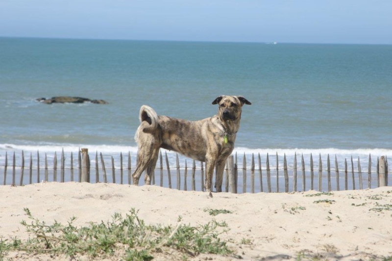 Photo de vos chiens à la plage! - Page 2 38576210