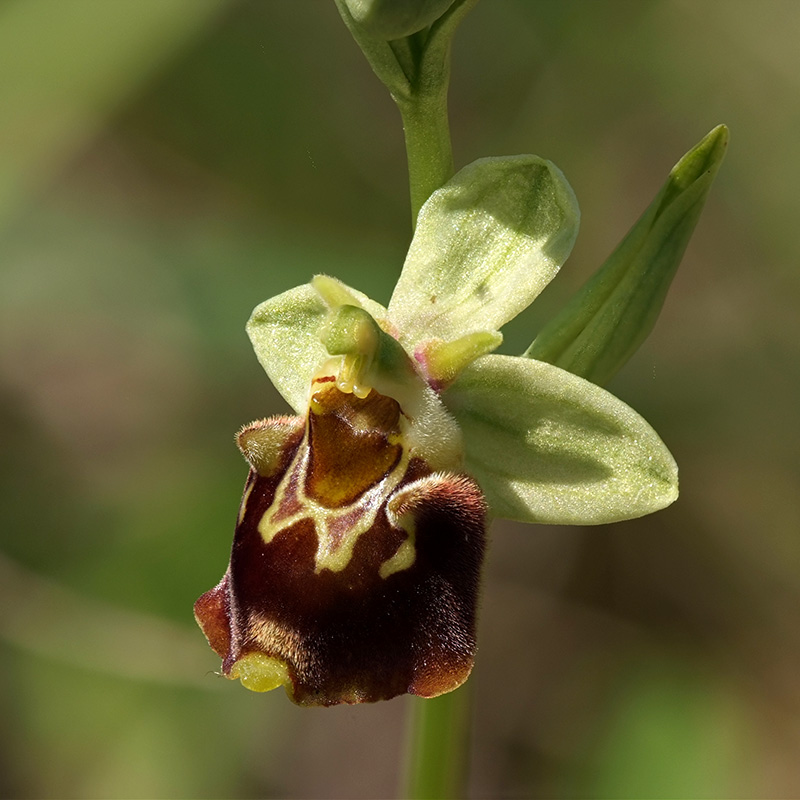 Ophrys fuciflora ( Ophrys frelon  ) Wo88_910