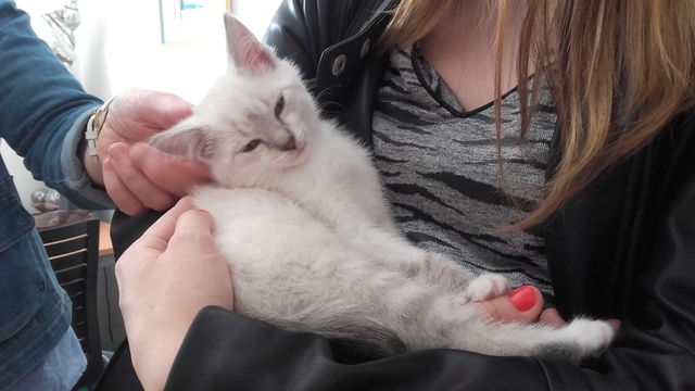 Vermiceau, chaton de 1 mois et demi, siamoisé gris, Réservé  20180612