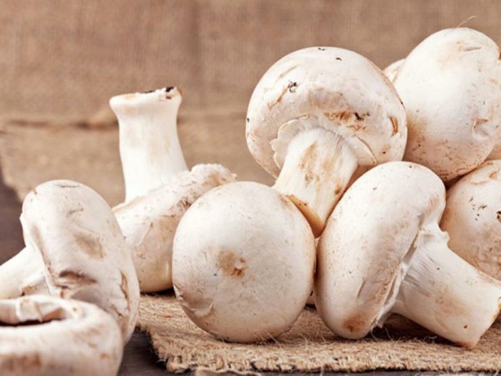 فطر عيش الغراب .( المشروم : Mushroom). 324