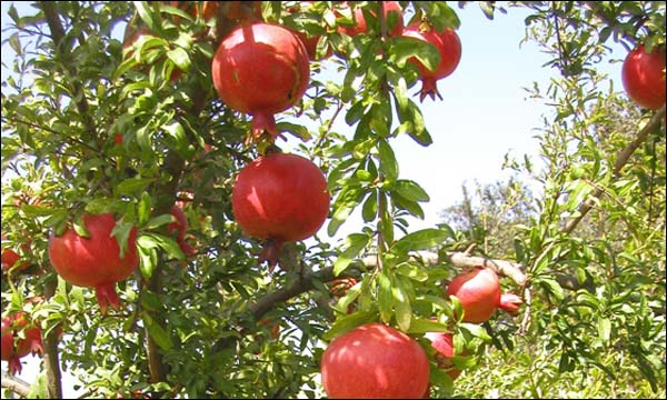 ما يتعلق بشجرة وفوائد الرمان . . Grenad10