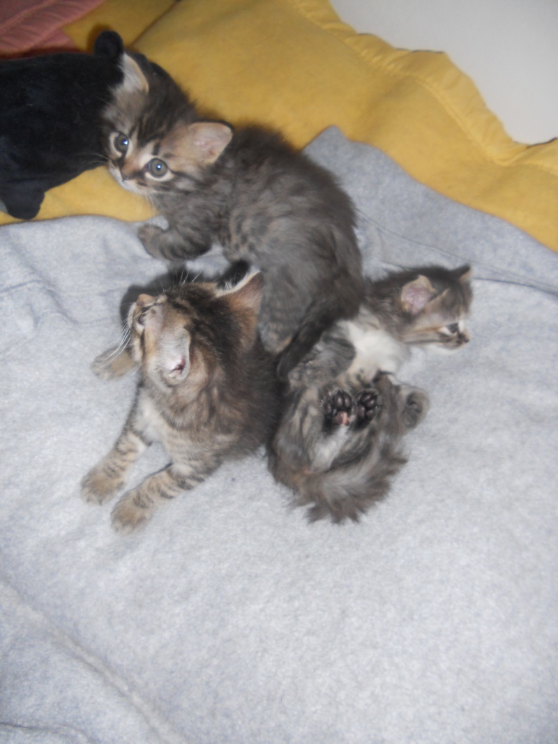 chatons nés le 23 mars 2013 chez Marie Capucine Dscn3219