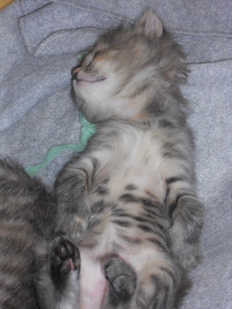 chatons nés le 23 mars 2013 chez Marie Capucine Dscn3220