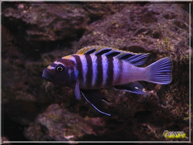 430L Malawi , mbunas 04911