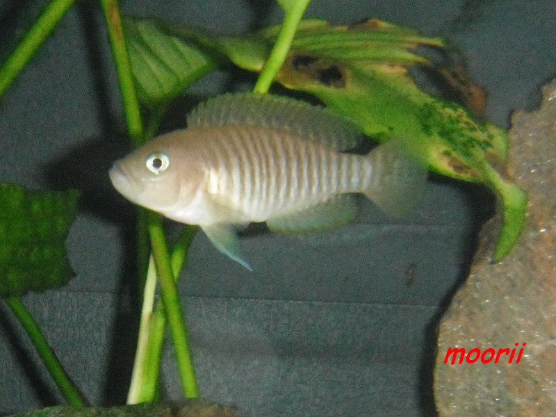 NEOLAMPROLOGUS MULTIFASCIATUS 002812