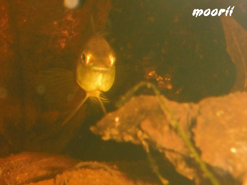 Apistogramma borellii Pantanal 1410