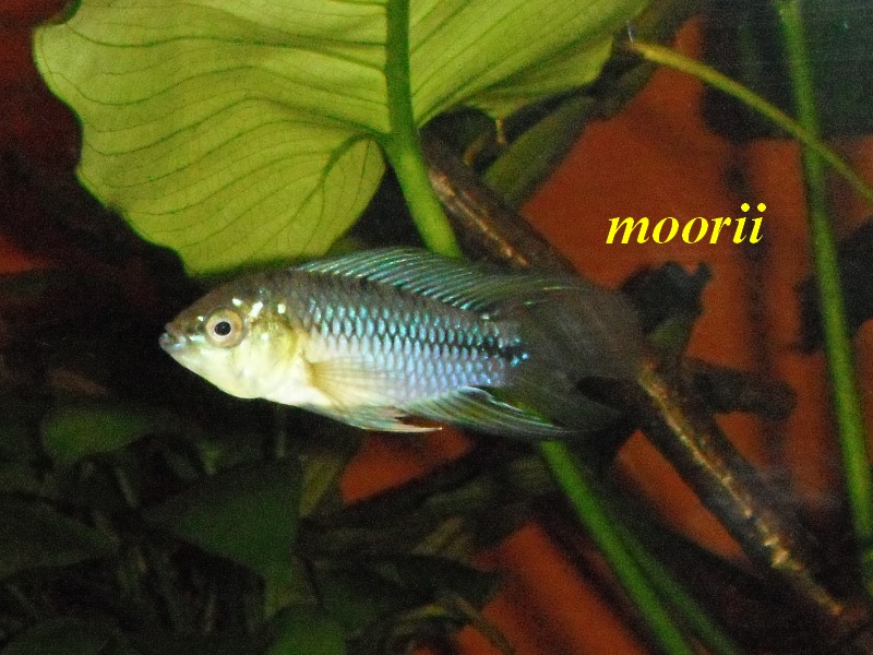 Apistogramma borellii Pantanal 5511