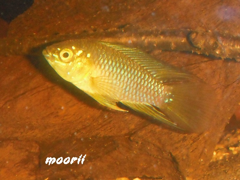 Apistogramma borellii Pantanal 712