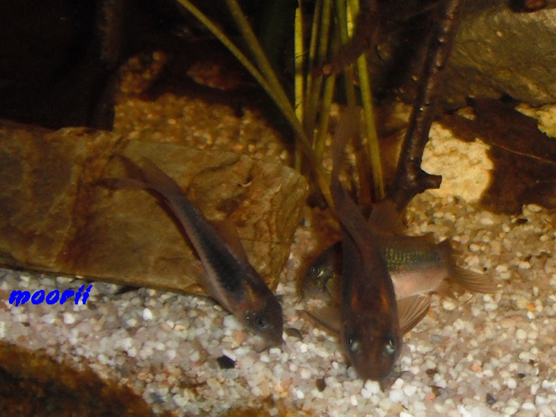 Corydoras aeneus 713