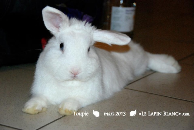 Toupie, lapin de type hermine, est à l'adoption (association Le Lapin Blanc) 64434710