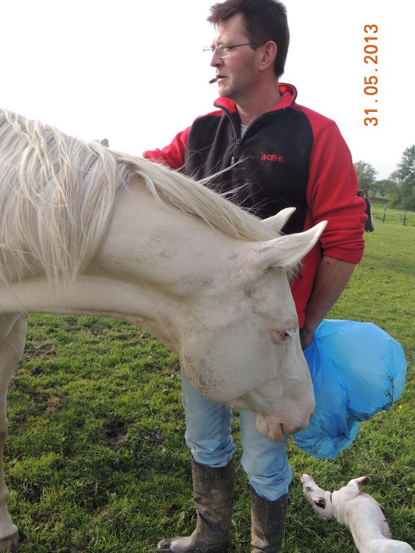 Recherche Appaloosa ou Quarter PP - Page 3 00610