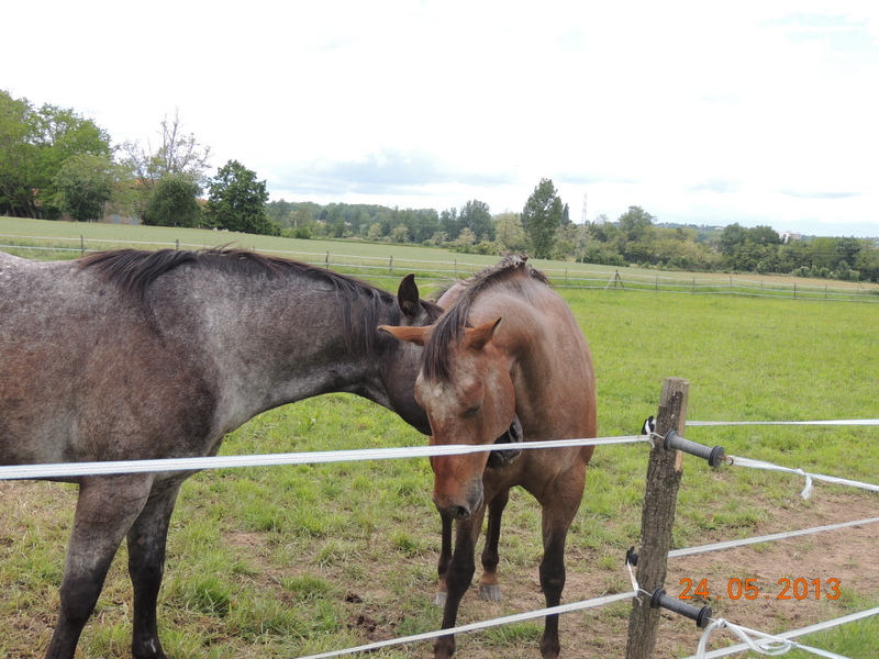 Mes chevaux, un mélange d'un peu tout le monde! - Page 6 01111