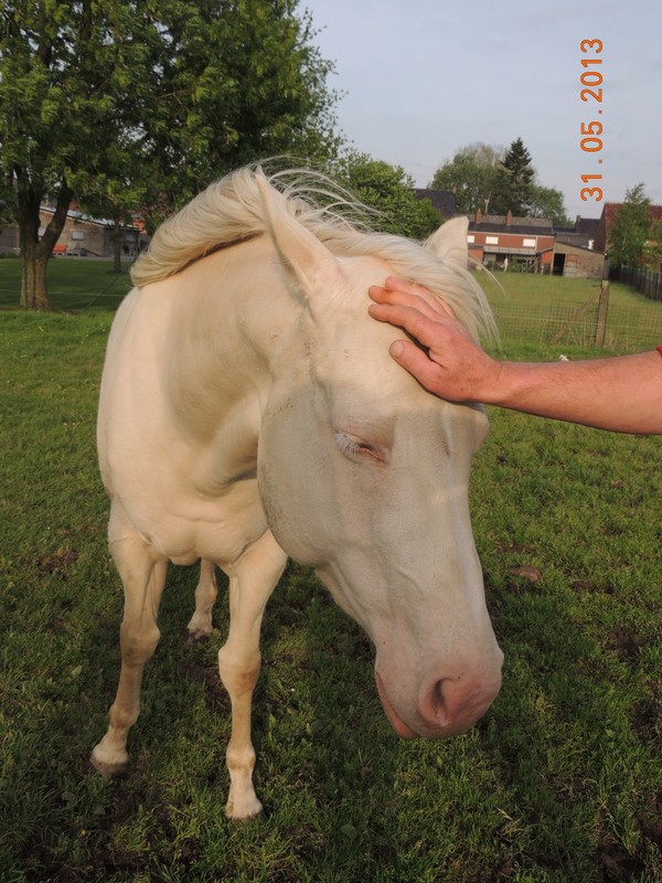 Recherche Appaloosa ou Quarter PP - Page 3 01112