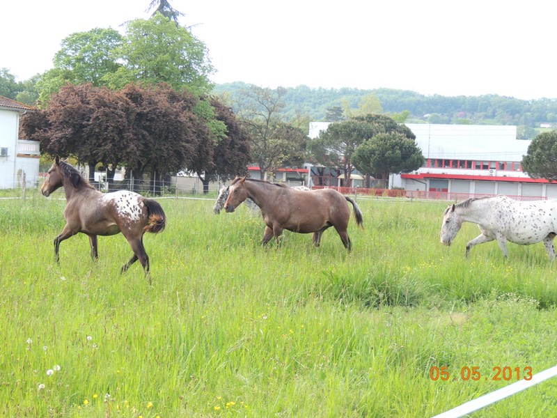 Mes chevaux, un mélange d'un peu tout le monde! - Page 5 014-0010