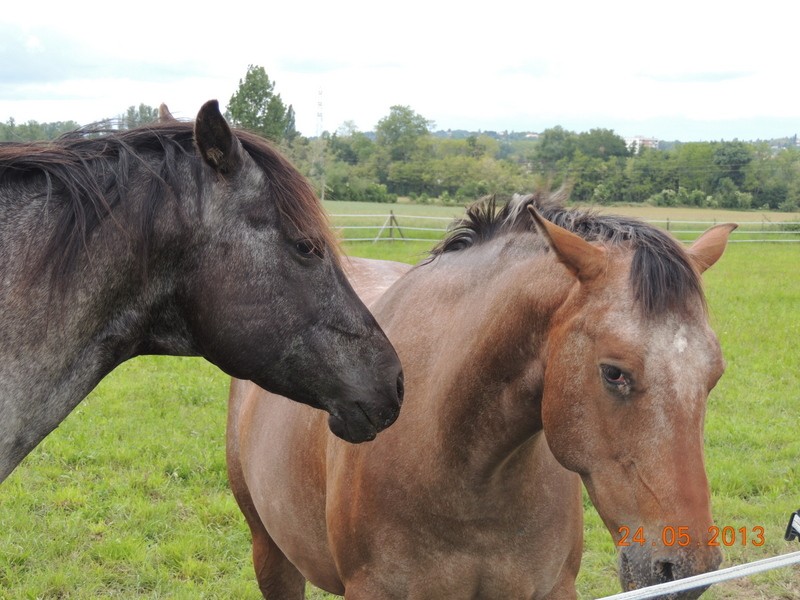 Mes chevaux, un mélange d'un peu tout le monde! - Page 6 01411