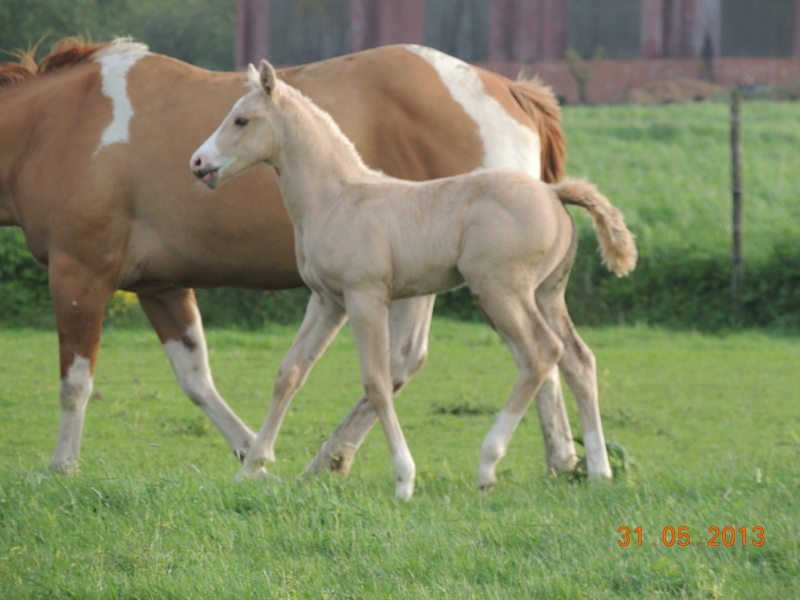 Les chevaux de l'élevage Belge où je suis aller! 02211