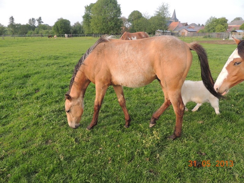 Les chevaux de l'élevage Belge où je suis aller! 02610