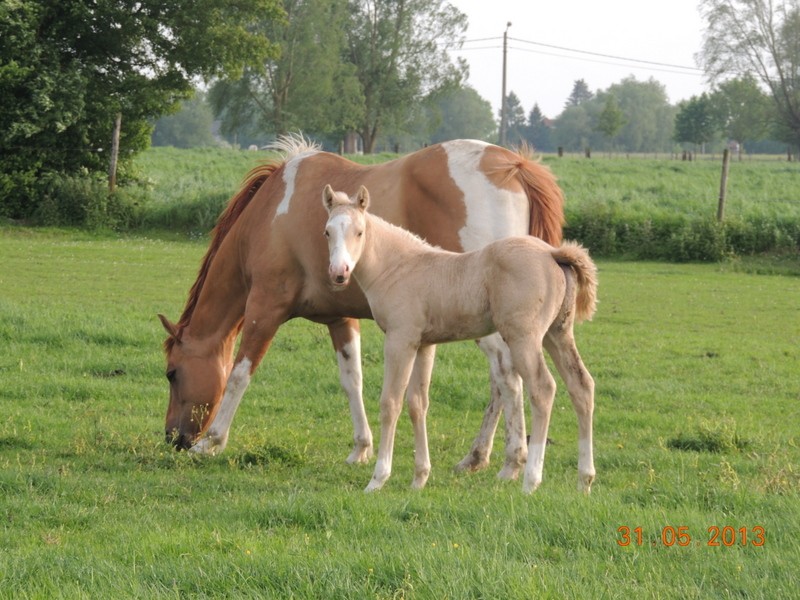 Les chevaux de l'élevage Belge où je suis aller! 02710