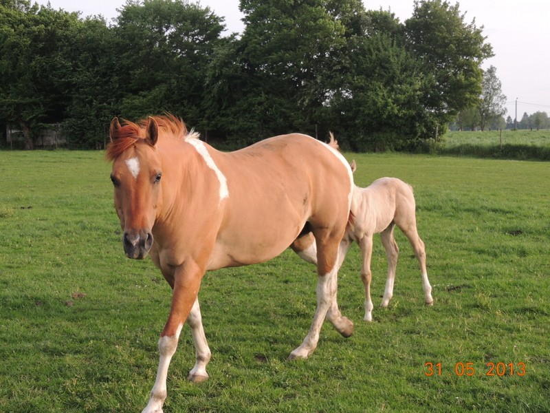 Les chevaux de l'élevage Belge où je suis aller! 02810