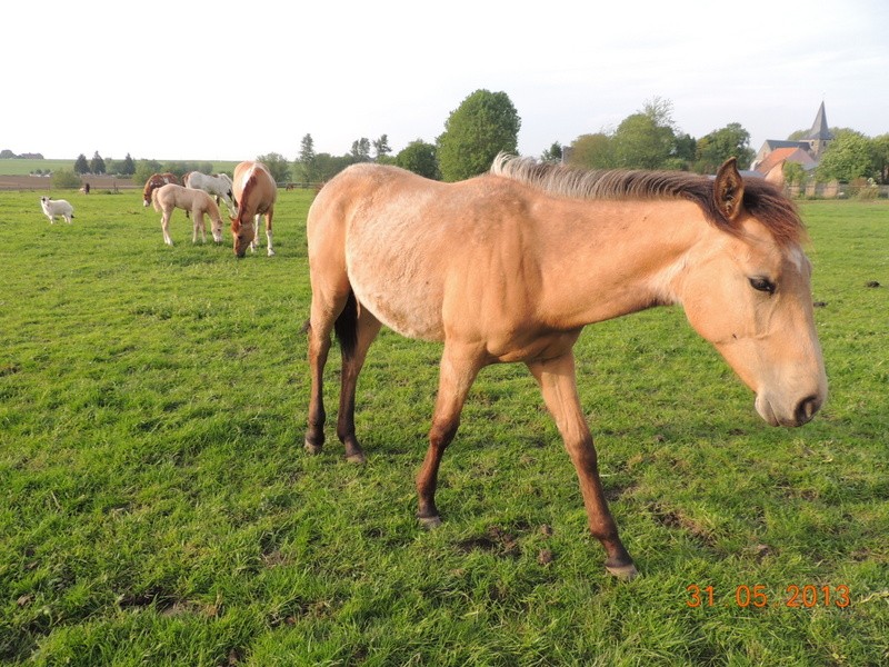 Les chevaux de l'élevage Belge où je suis aller! 03111