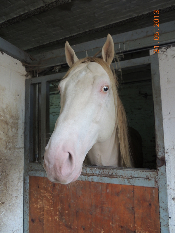 Les chevaux de l'élevage Belge où je suis aller! 04012