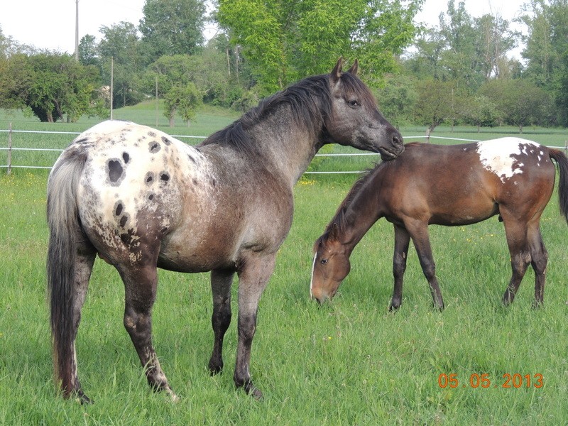 Mes chevaux, un mélange d'un peu tout le monde! - Page 5 043-0010