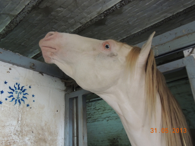 Les chevaux de l'élevage Belge où je suis aller! 05012