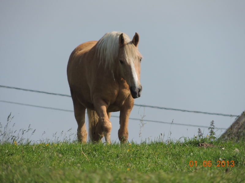 Les chevaux de l'élevage Belge où je suis aller! 05910
