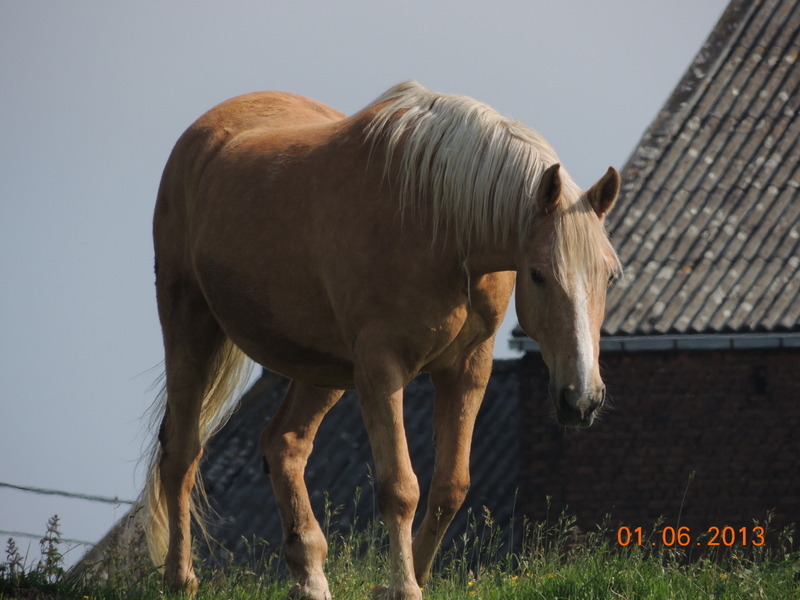 Les chevaux de l'élevage Belge où je suis aller! 06012