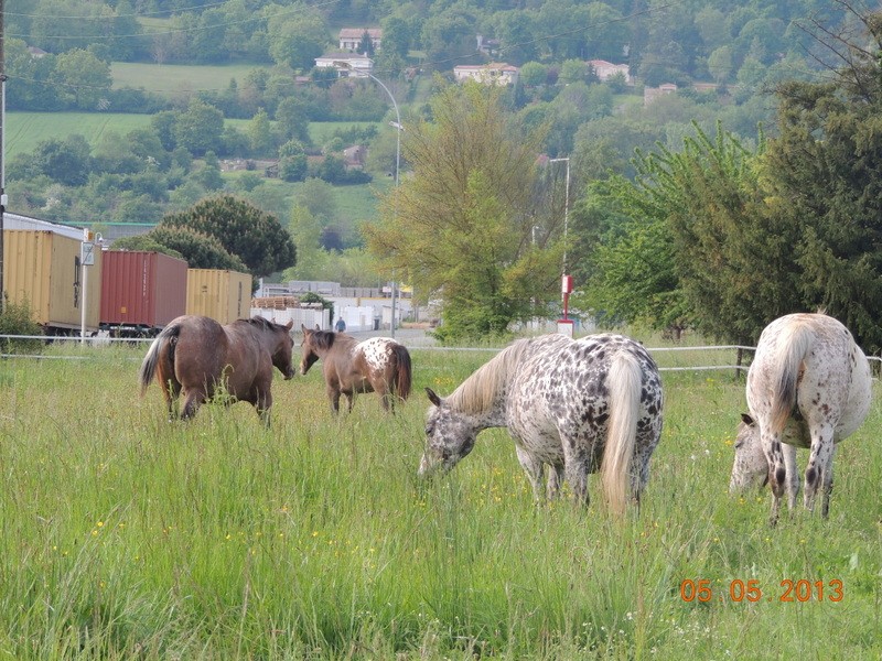 Mes chevaux, un mélange d'un peu tout le monde! - Page 5 061-0010