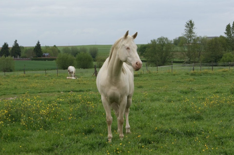 Recherche Appaloosa ou Quarter PP - Page 2 18180910