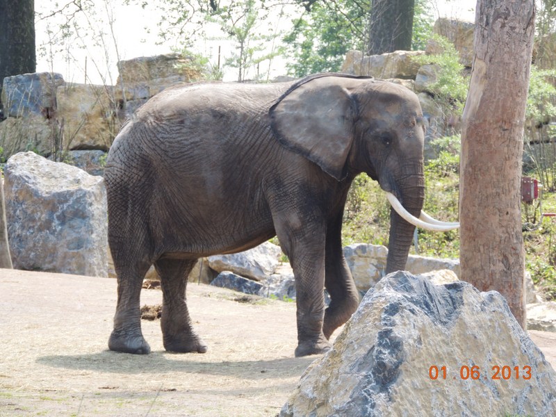 Le Parc Pairi Daiza en Belgique 22510