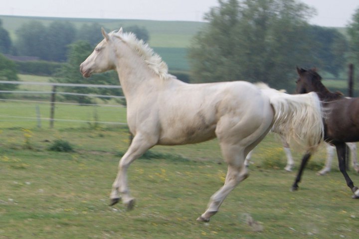 Recherche Appaloosa ou Quarter PP - Page 2 23031910