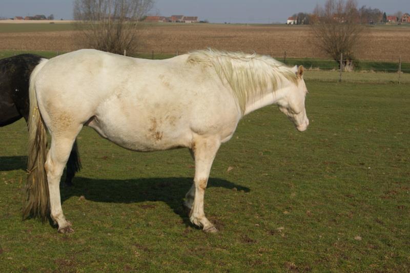 Recherche Appaloosa ou Quarter PP - Page 2 26932910