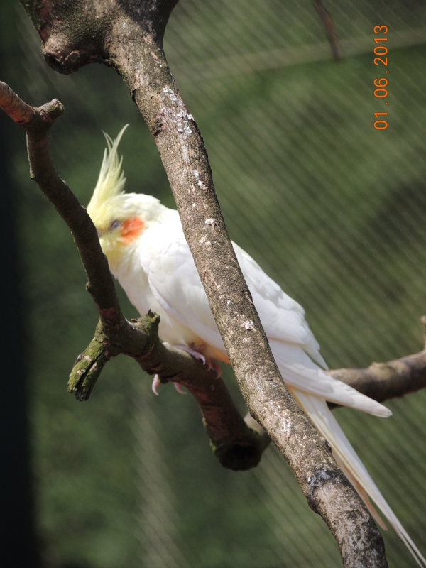 Le Parc Pairi Daiza en Belgique 30010