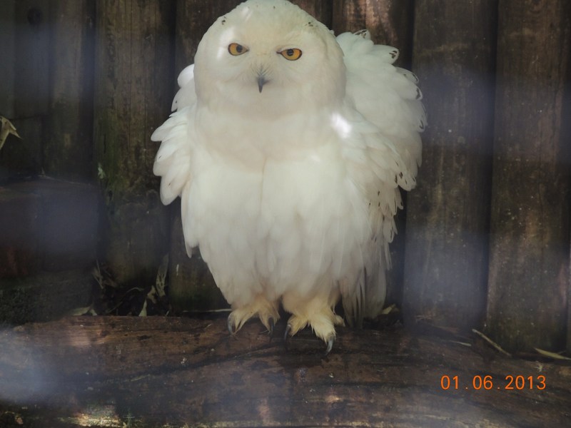 Le Parc Pairi Daiza en Belgique 33910