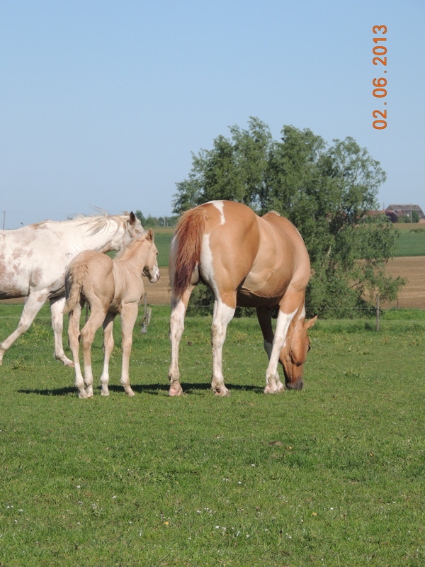 Les chevaux de l'élevage Belge où je suis aller! 38710