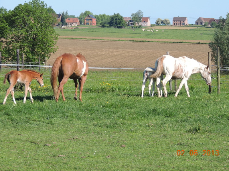 Les chevaux de l'élevage Belge où je suis aller! 39010