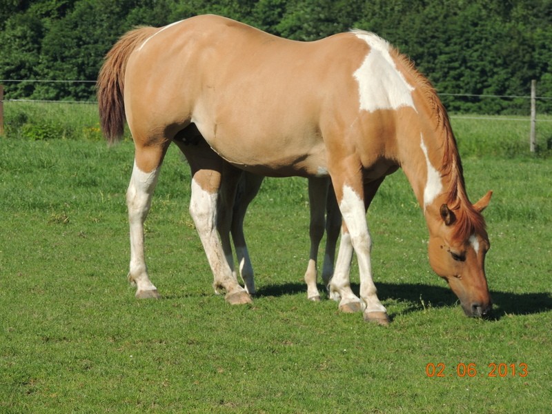 Les chevaux de l'élevage Belge où je suis aller! 39410